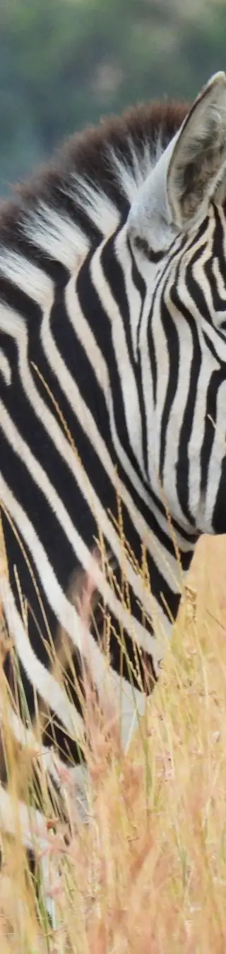Beobachte Tiere mit Vulkanblick